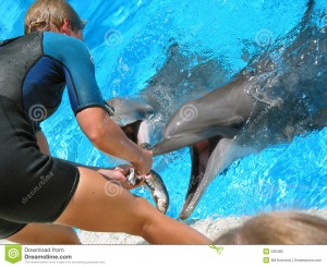 feeding-dolphins